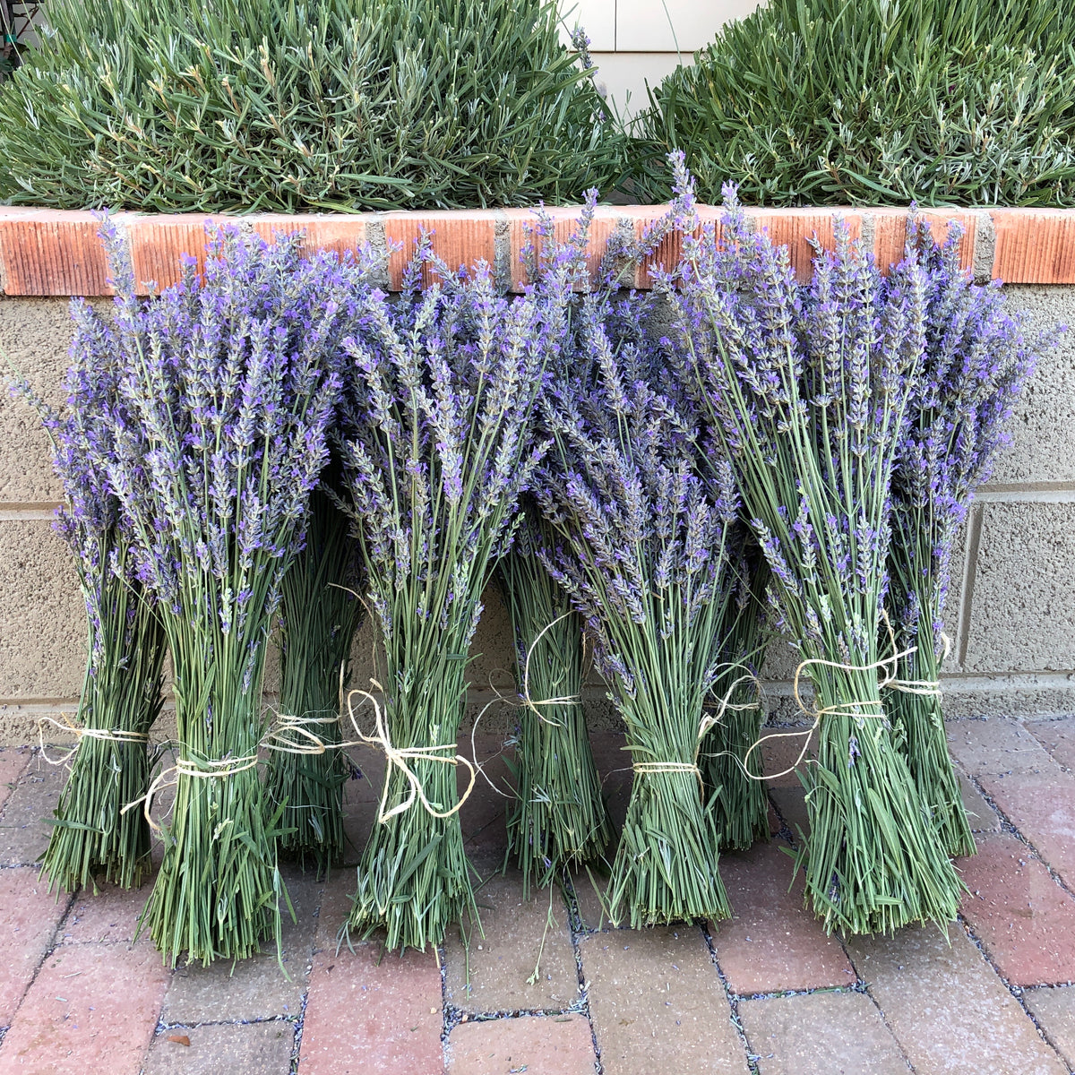 Dried Lavender Bunches — Narnia Studios — American Made Treasures in  Hendersonville NC