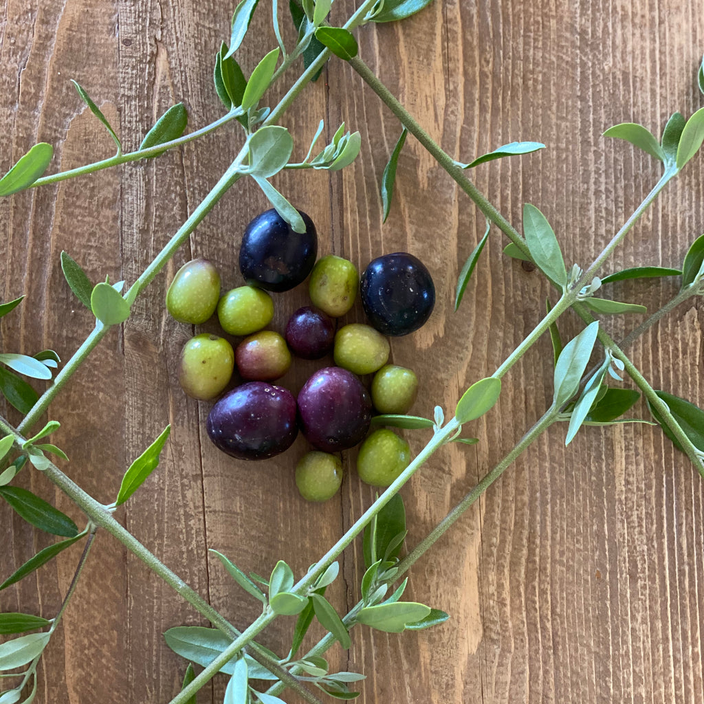 Olives Part 2