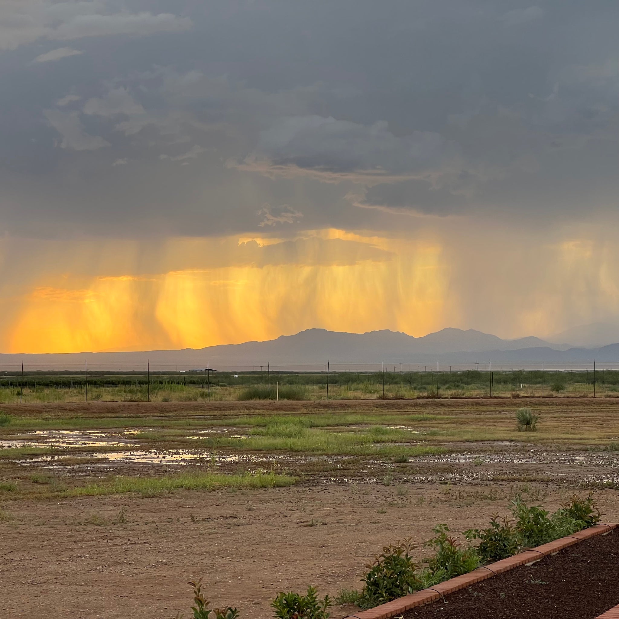 The Rainy Season – Rhumb Line Vineyard & Lavender Farm