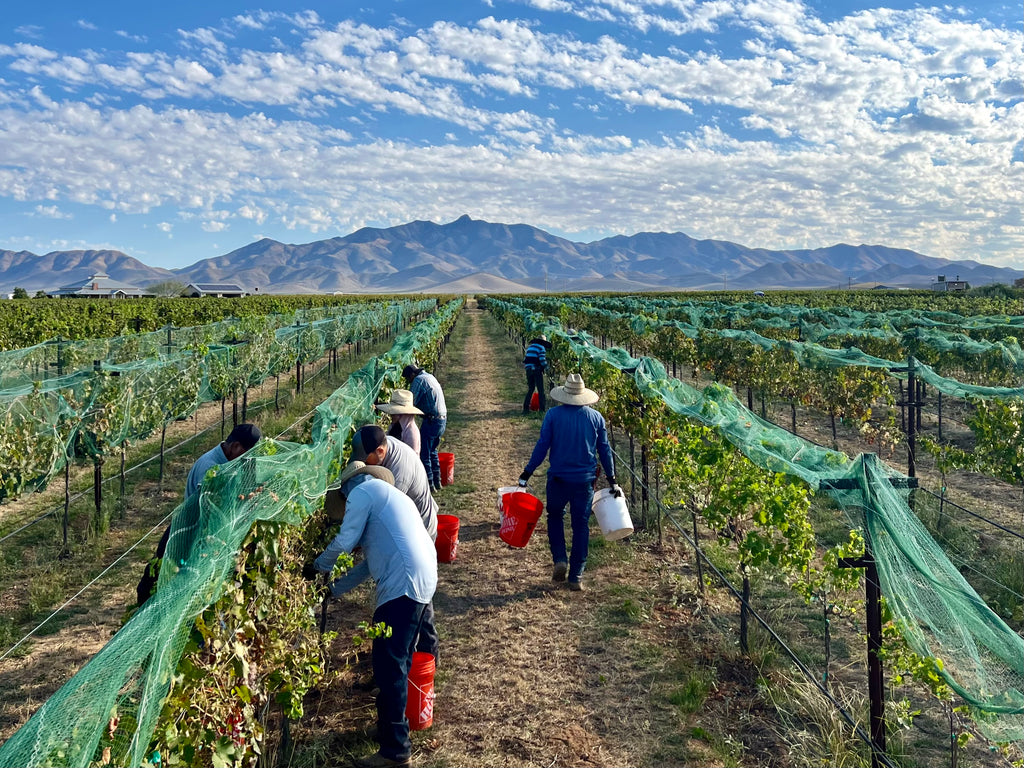 Grape Harvest 2024